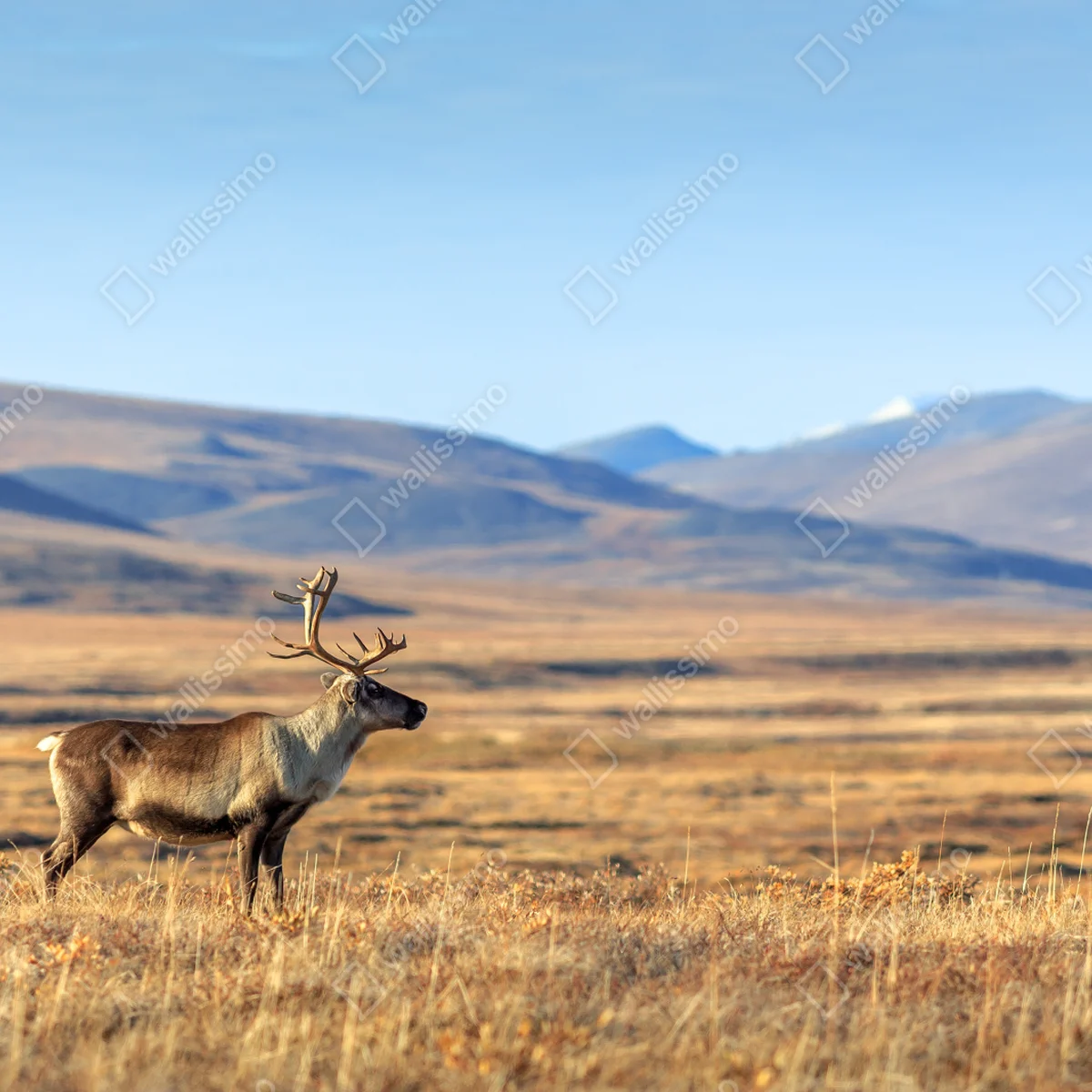 Leinwandbild einsames rentier in der Tundra von Tschukotka Leinwandbild einsames rentier in der Tundra von Tschukotka