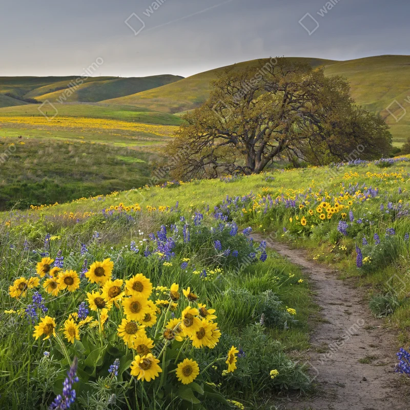 Poster pfad durch blumenwiese mit eichenbaum Poster pfad durch blumenwiese mit eichenbaum