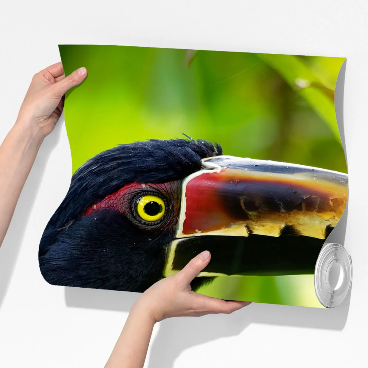 Fototapete leuchtender aracari-tukan im tropischen dschungel Fototapete leuchtender aracari-tukan im tropischen dschungel