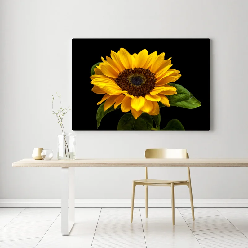 Leinwandbild leuchtende sonnenblume auf schwarzem hintergrund Leinwandbild leuchtende sonnenblume auf schwarzem hintergrund
