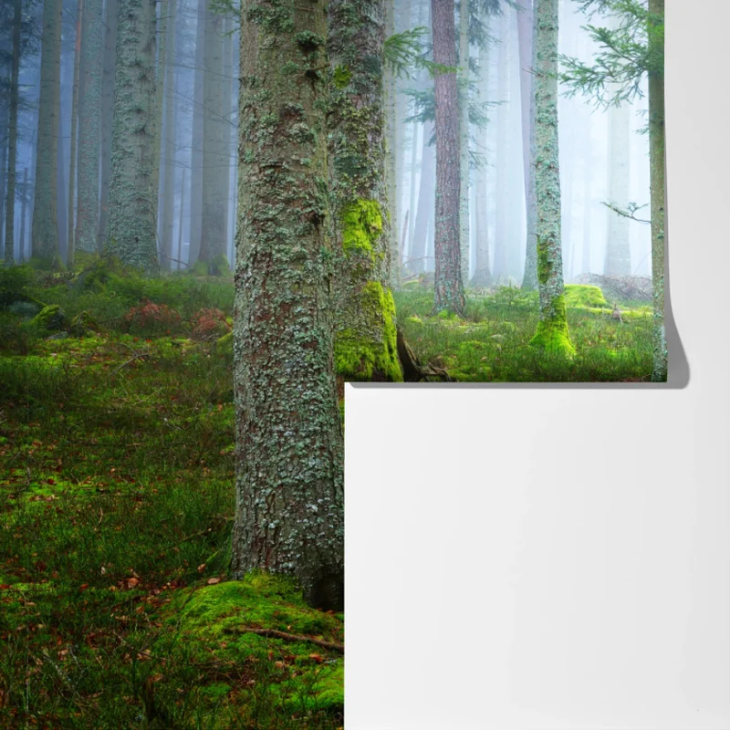 Fototapete nebliger kiefernwald aus dem Elsass Fototapete nebliger kiefernwald aus dem Elsass