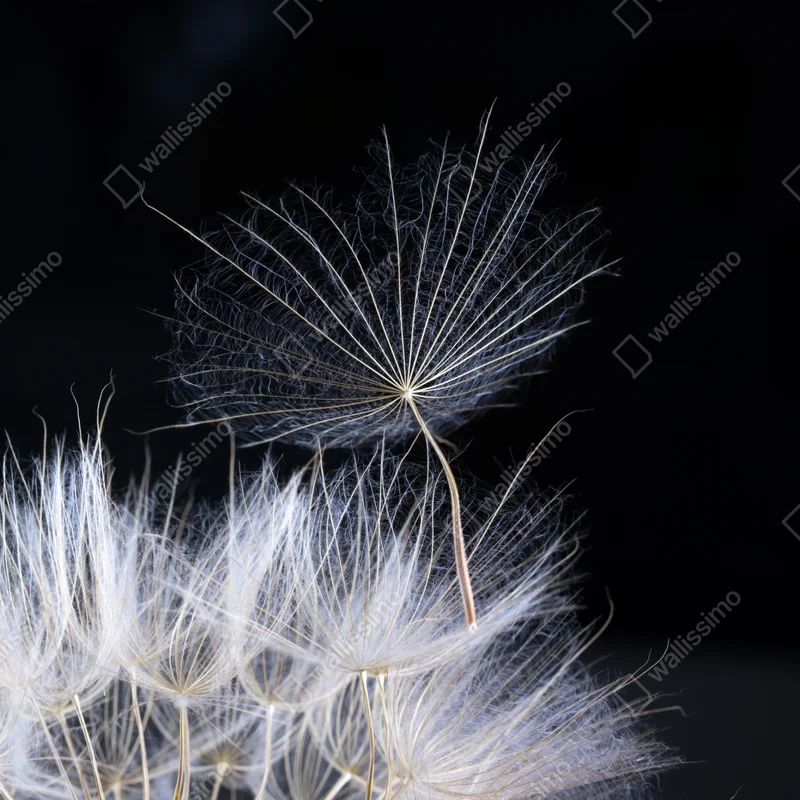 Naklejka na okno delikatne ziarno mniszka na czarnym tle Naklejka na okno delikatne ziarno mniszka na czarnym tle