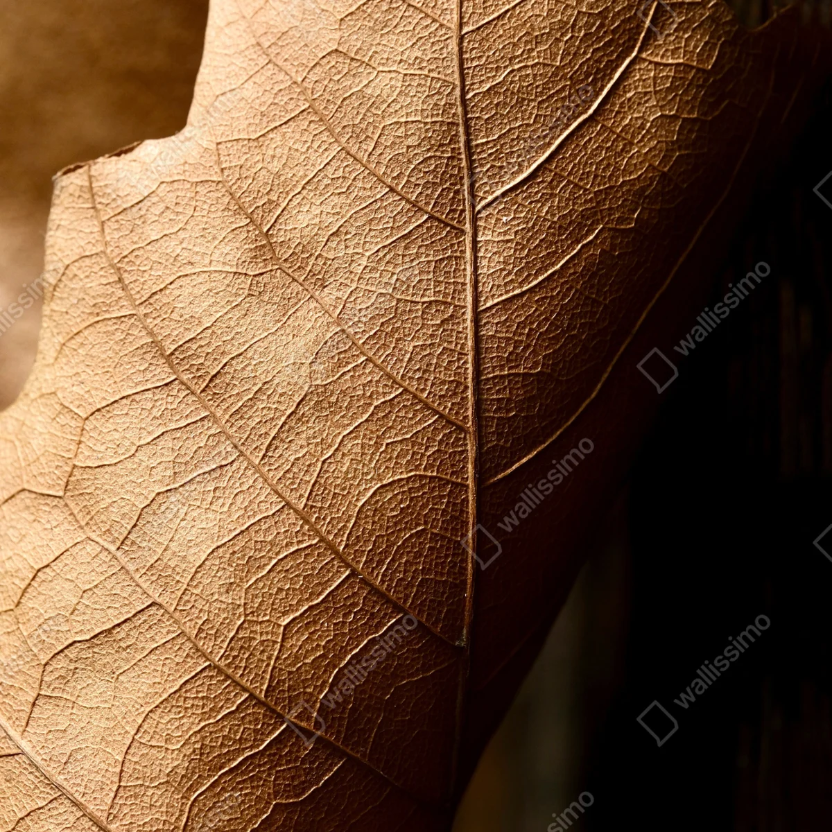 Repositionierbarer Aufkleber strukturiertes trockenes blatt nahaufnahme Repositionierbarer Aufkleber strukturiertes trockenes blatt nahaufnahme