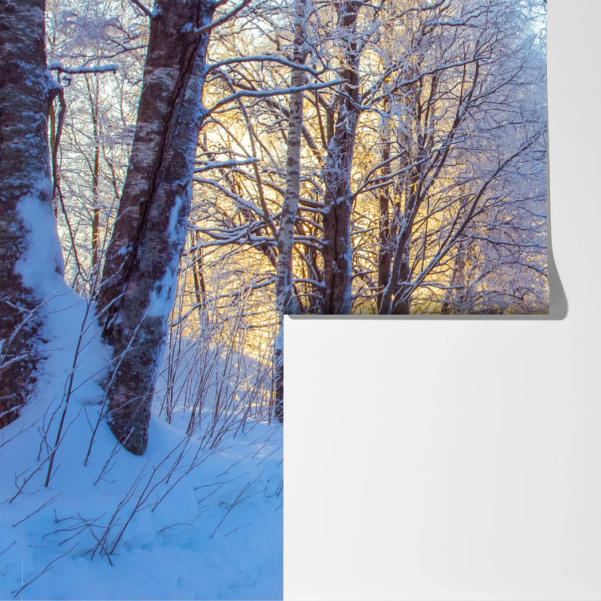 Fototapete birkenwald im winter bei sonnenaufgang Fototapete birkenwald im winter bei sonnenaufgang