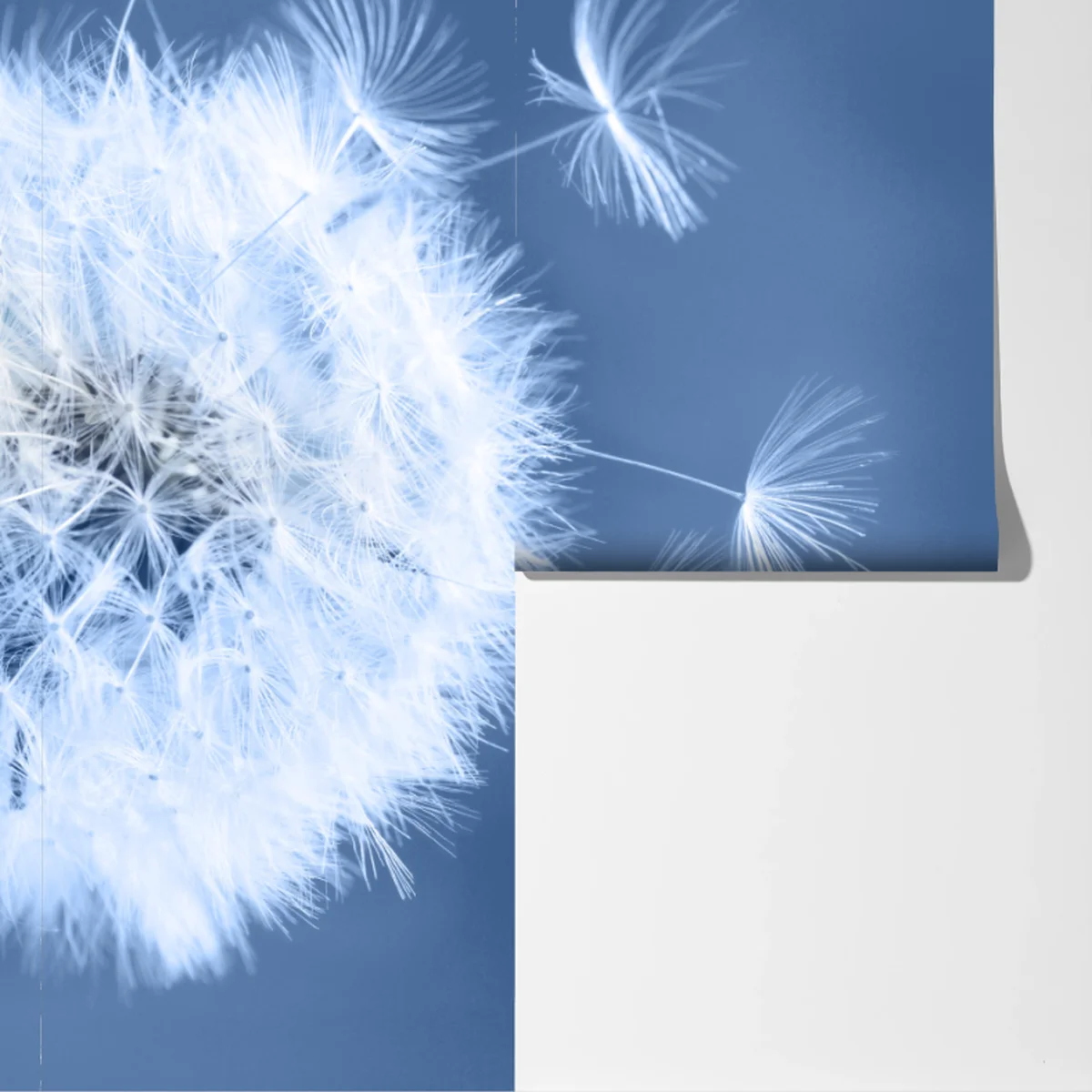 Fototapete zarte löwenzahnsamen in blau Fototapete zarte löwenzahnsamen in blau