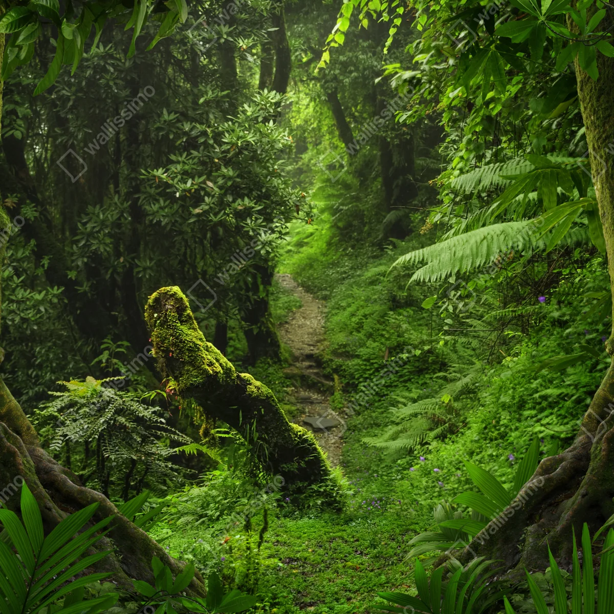 Leinwandbild verzauberter moosiger waldpfad Leinwandbild verzauberter moosiger waldpfad