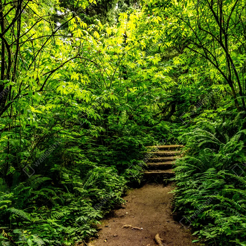 Fototapete üppiger waldpfad Fototapete üppiger waldpfad