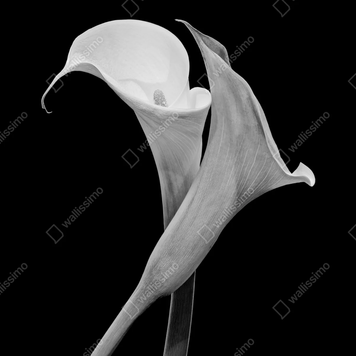 Kühlschrankaufkleber elegante callas in monochrom Kühlschrankaufkleber elegante callas in monochrom