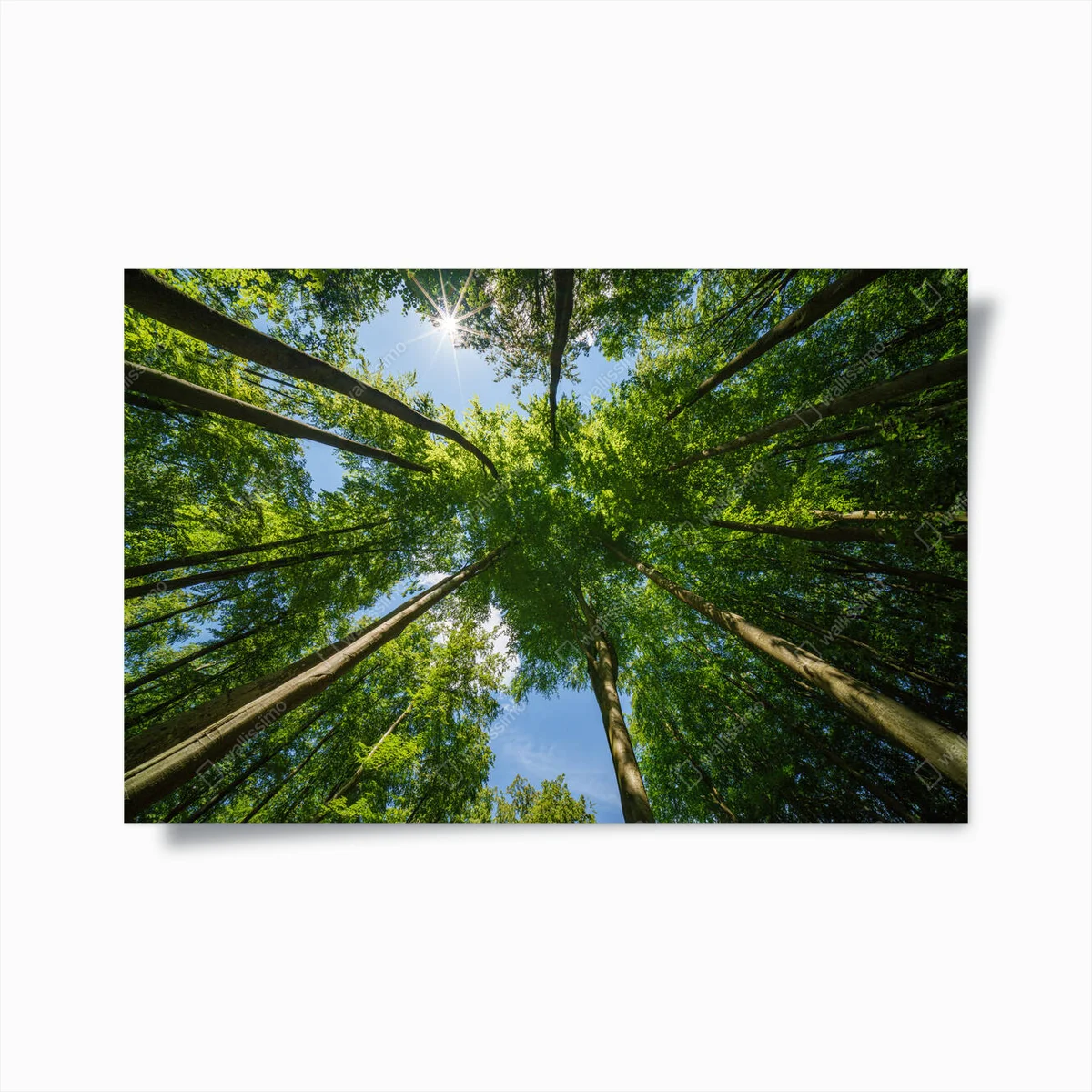 Poster Blick nach oben auf ein dichtes Walddach mit Sonnenlicht, das durch die Blätter scheint und eine heitere und lebendige Atmosphäre schafft. • Poster bei Wallnifity® Poster Blick nach oben auf ein dichtes Walddach mit Sonnenlicht, das durch die Blätter scheint und eine heitere und lebendige Atmosphäre schafft. • Poster bei Wallnifity®