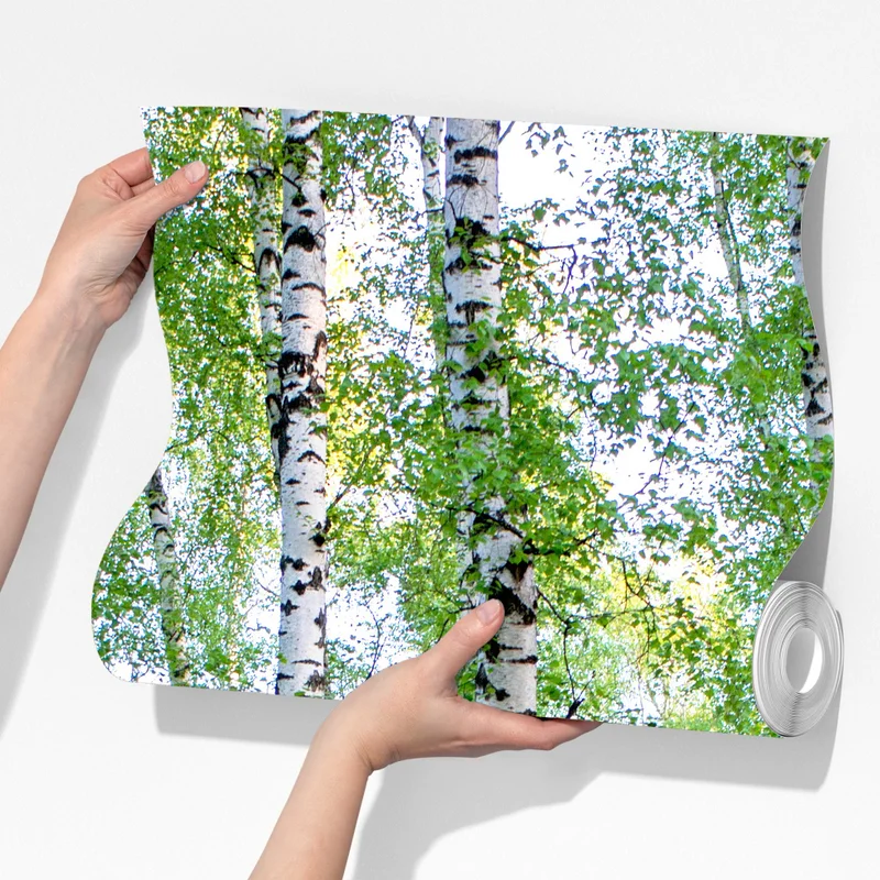 Fototapete ruhiger birkenhain im sommer Fototapete ruhiger birkenhain im sommer