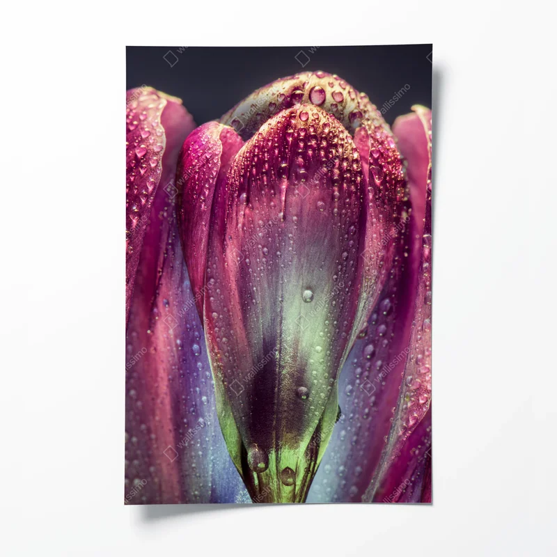 Poster lila taubedeckte tulpen nahaufnahme • Poster bei Wallnifity® Poster lila taubedeckte tulpen nahaufnahme • Poster bei Wallnifity®