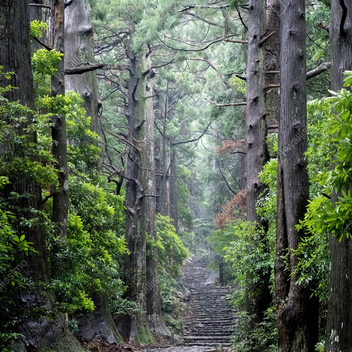 Leinwandbild mystischer waldweg zwischen alten bäumen Leinwandbild mystischer waldweg zwischen alten bäumen