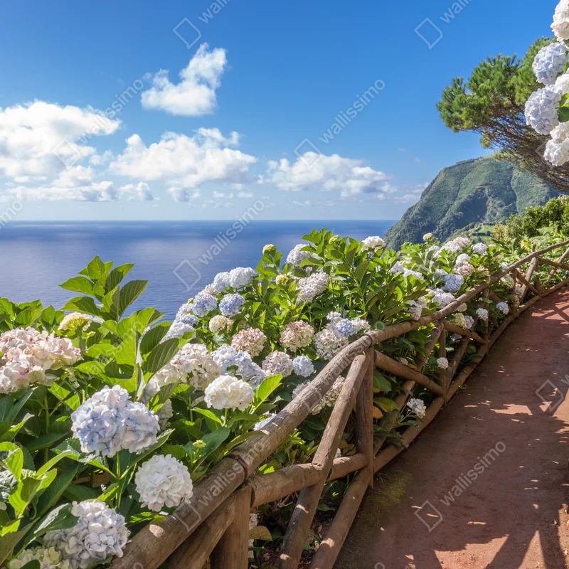 Repositionierbarer Aufkleber küstenweg mit hortensien, São Miguel, Azoren Repositionierbarer Aufkleber küstenweg mit hortensien, São Miguel, Azoren