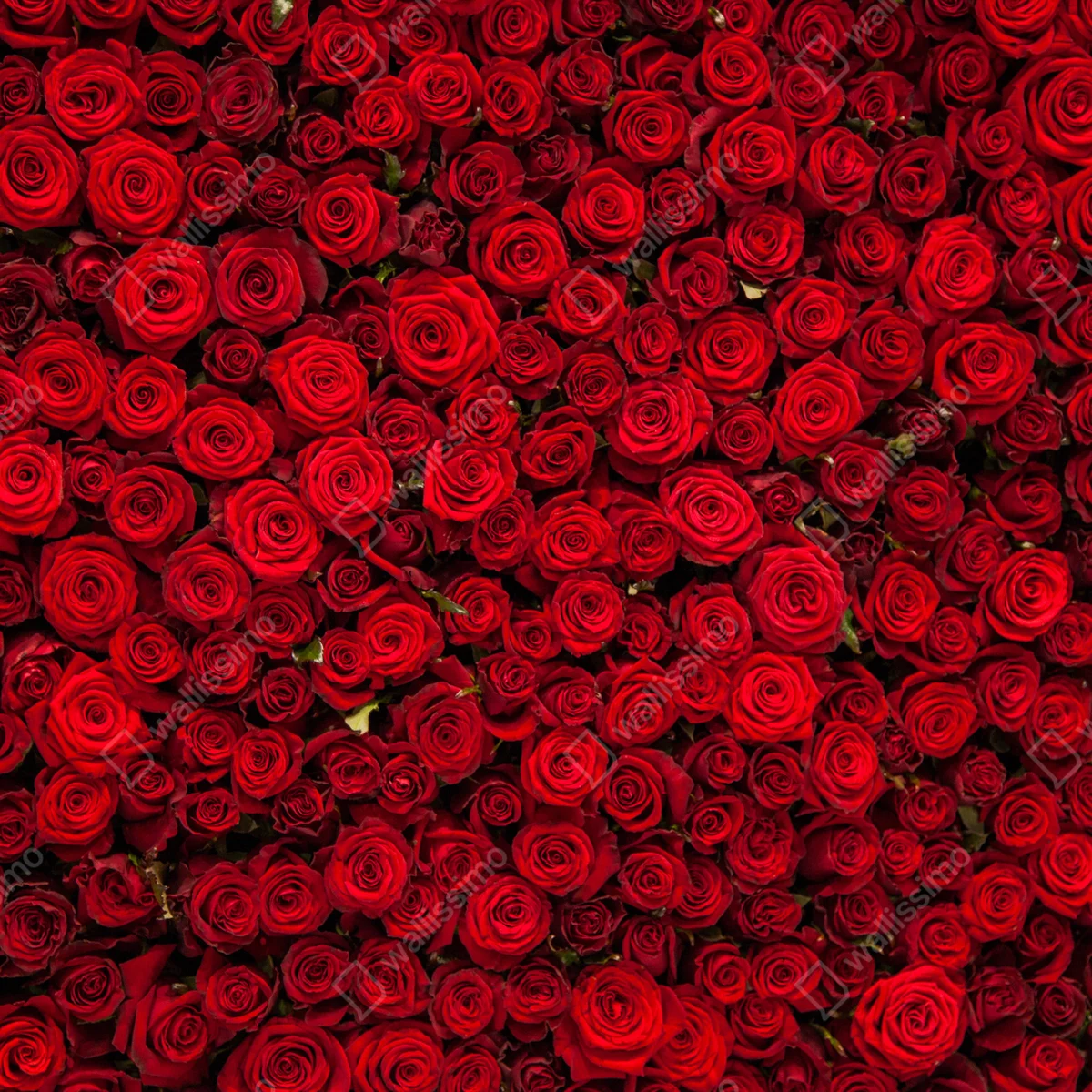 Kühlschrankaufkleber endlose wand aus roten rosen Kühlschrankaufkleber endlose wand aus roten rosen