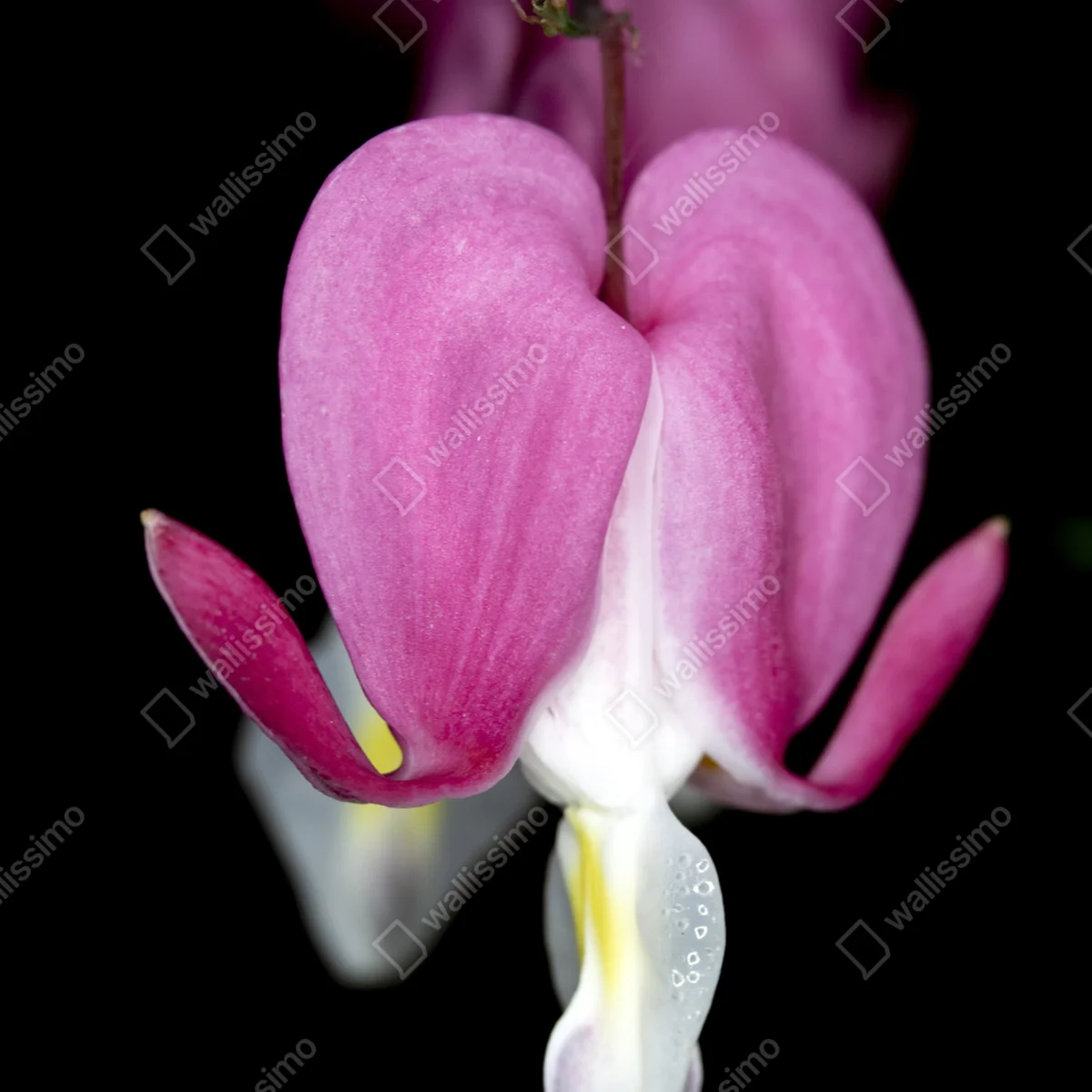 Türaufkleber zartes rosa herzblüte nahaufnahme Türaufkleber zartes rosa herzblüte nahaufnahme