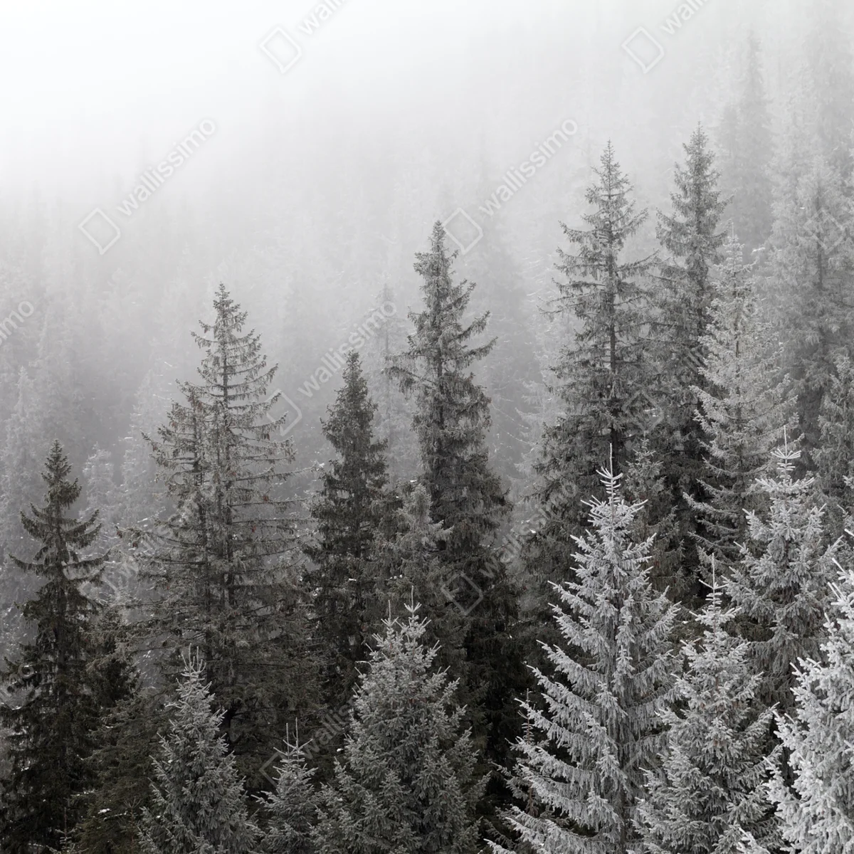Repositionierbarer Aufkleber nebliger winterwald in den Karpaten Repositionierbarer Aufkleber nebliger winterwald in den Karpaten