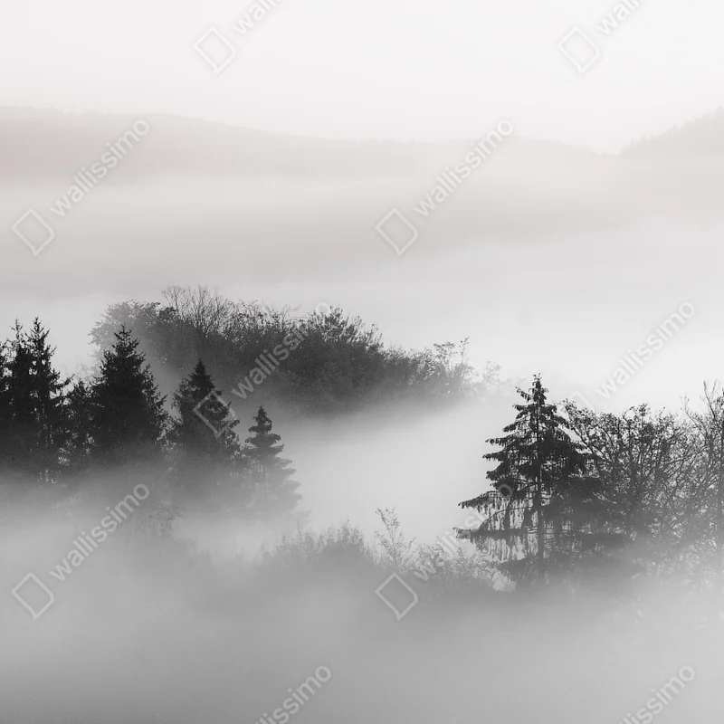 Leinwandbild nebliger wald in grautönen Leinwandbild nebliger wald in grautönen