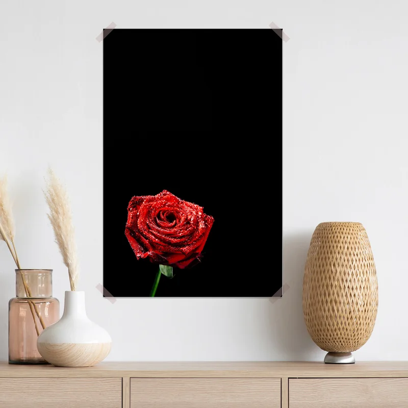 Poster rote rose mit tautröpfchen vor schwarzem hintergrund Poster rote rose mit tautröpfchen vor schwarzem hintergrund