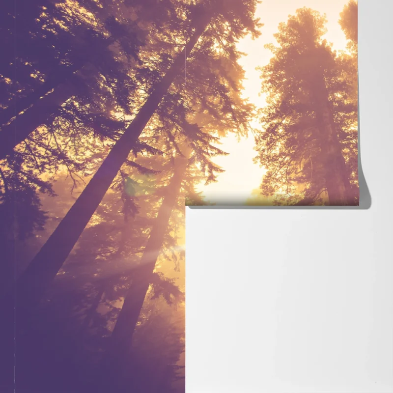 Fototapeta mglisty las sekwojowy w złotych vintage tonacjach Fototapeta mglisty las sekwojowy w złotych vintage tonacjach