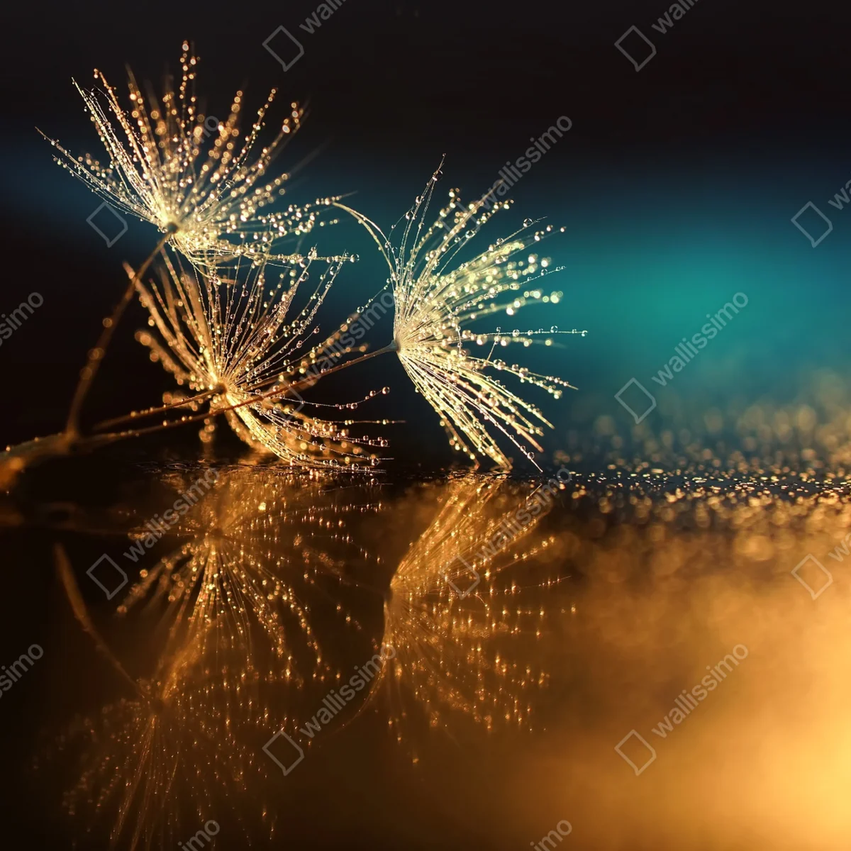 Repositionierbarer Aufkleber goldene reflexion von löwenzahnsamen Repositionierbarer Aufkleber goldene reflexion von löwenzahnsamen