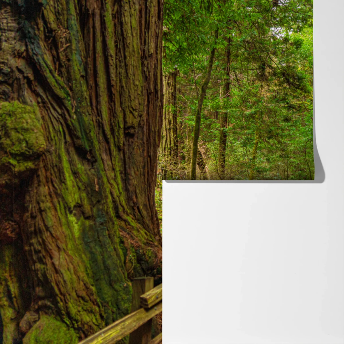 Fototapete majestätischer waldpfad zwischen mammutbäumen Fototapete majestätischer waldpfad zwischen mammutbäumen