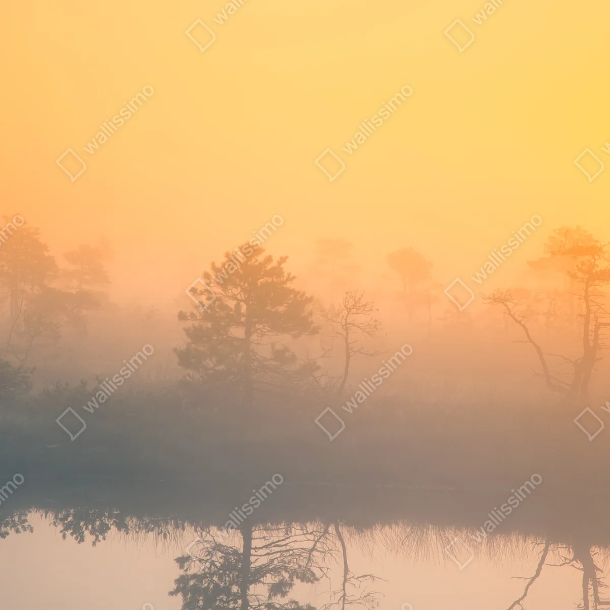 Fototapete träumerischer sonnenaufgang über nebligem moor Fototapete träumerischer sonnenaufgang über nebligem moor
