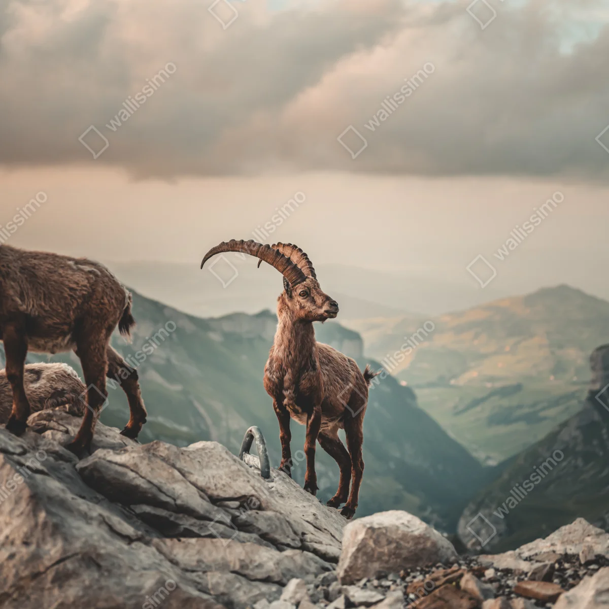 Fototapeta kozica alpejska na skalistym grzbiecie Fototapeta kozica alpejska na skalistym grzbiecie