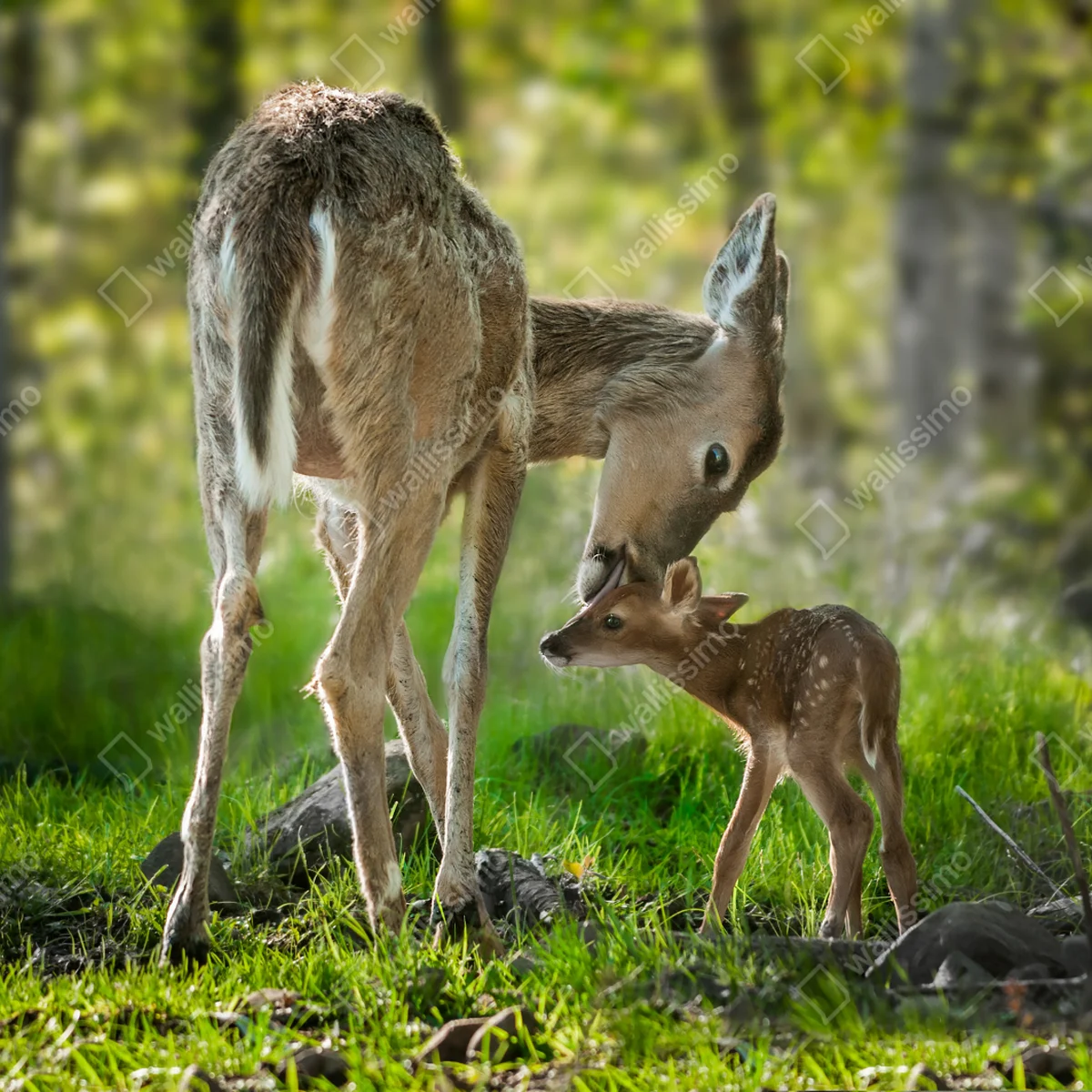 Repositionierbarer Aufkleber hirsch und kitz im sonnendurchfluteten wald Repositionierbarer Aufkleber hirsch und kitz im sonnendurchfluteten wald