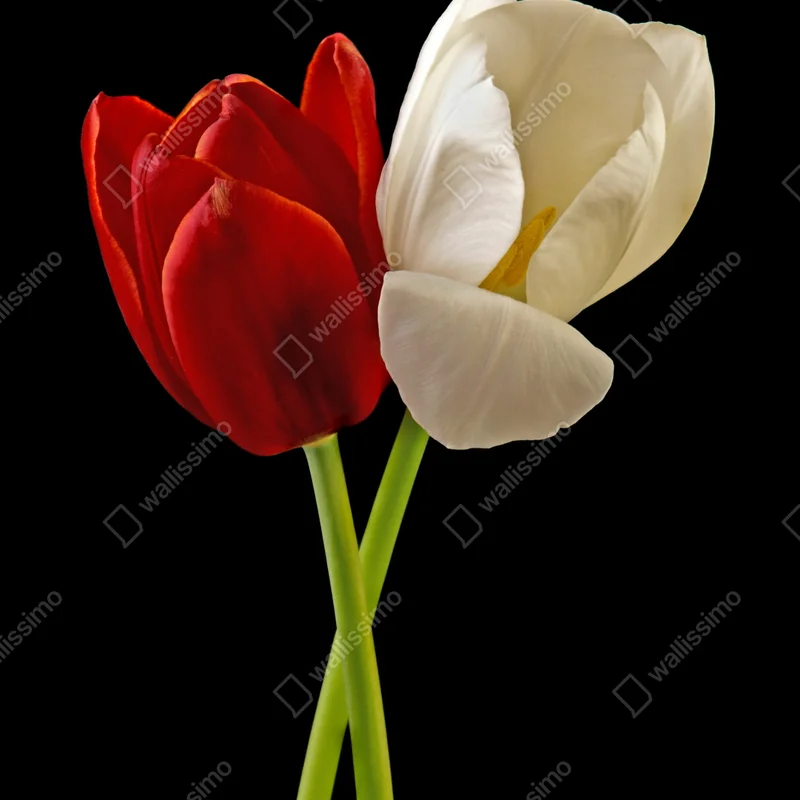 Poster rote und weiße tulpen auf schwarzem hintergrund Poster rote und weiße tulpen auf schwarzem hintergrund
