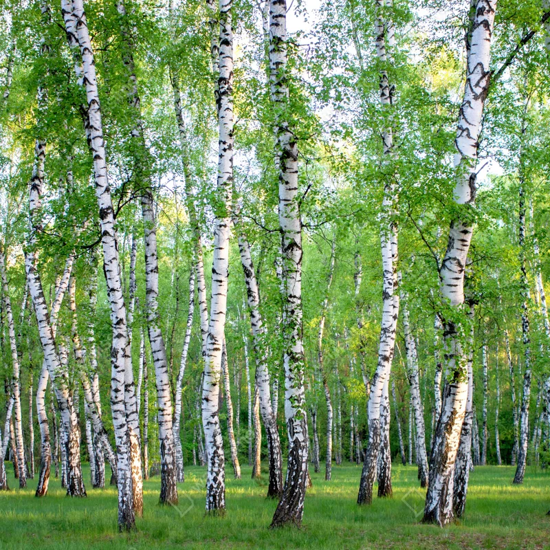 Fototapete ruhiger birkenhain im sommer Fototapete ruhiger birkenhain im sommer