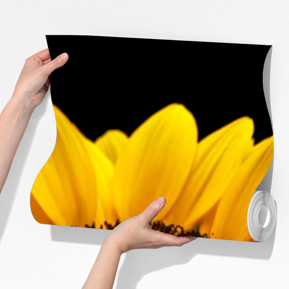 Fototapete leuchtende sonnenblume auf schwarzem hintergrund Fototapete leuchtende sonnenblume auf schwarzem hintergrund