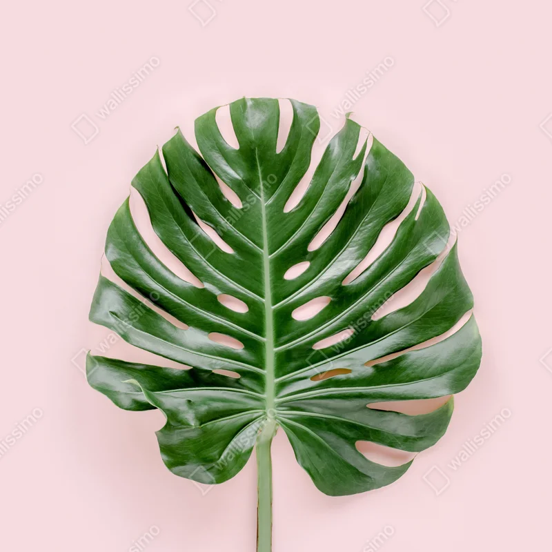 Repositionierbarer Aufkleber monstera-blatt auf pastell-rosa hintergrund Repositionierbarer Aufkleber monstera-blatt auf pastell-rosa hintergrund