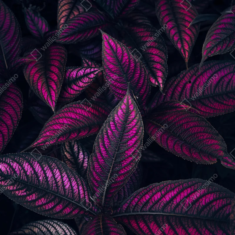 Schrankaufkleber leuchtendes violettes blättermotiv Schrankaufkleber leuchtendes violettes blättermotiv