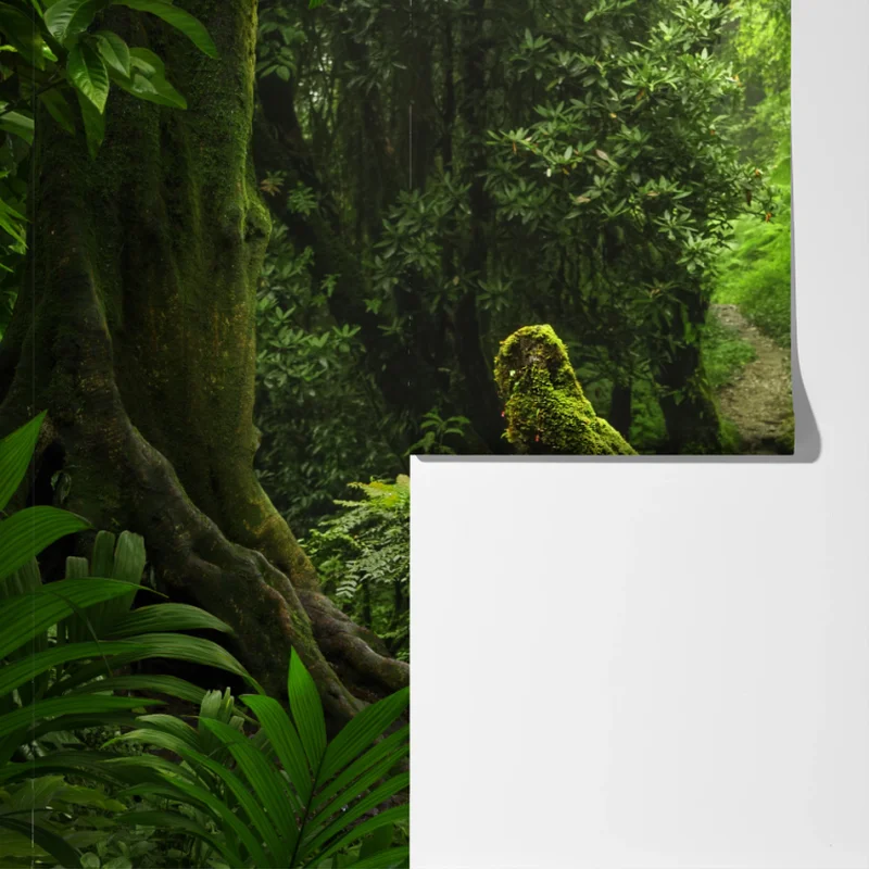 Fototapete verzauberter moosiger waldpfad Fototapete verzauberter moosiger waldpfad