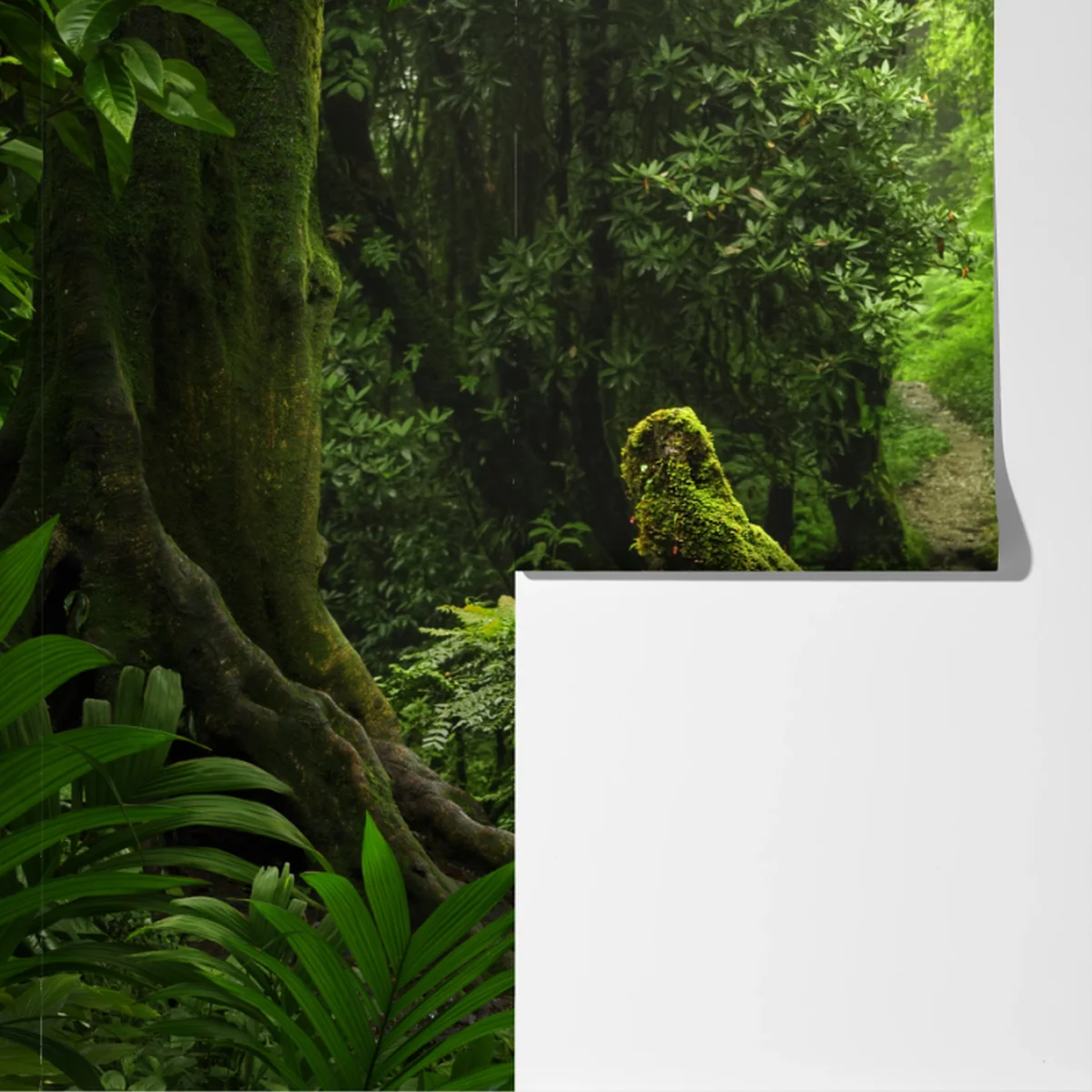 Fototapete verzauberter moosiger waldpfad Fototapete verzauberter moosiger waldpfad