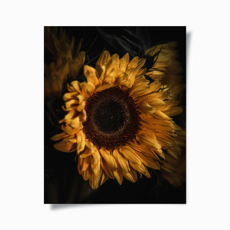 Poster goldene sonnenblume nahaufnahme • Poster bei Wallnifity® Poster goldene sonnenblume nahaufnahme • Poster bei Wallnifity®