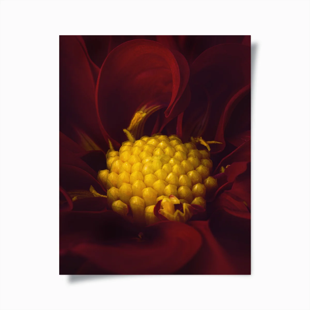 Poster tiefrote blüte mit goldenem kern • Poster bei Wallnifity® Poster tiefrote blüte mit goldenem kern • Poster bei Wallnifity®