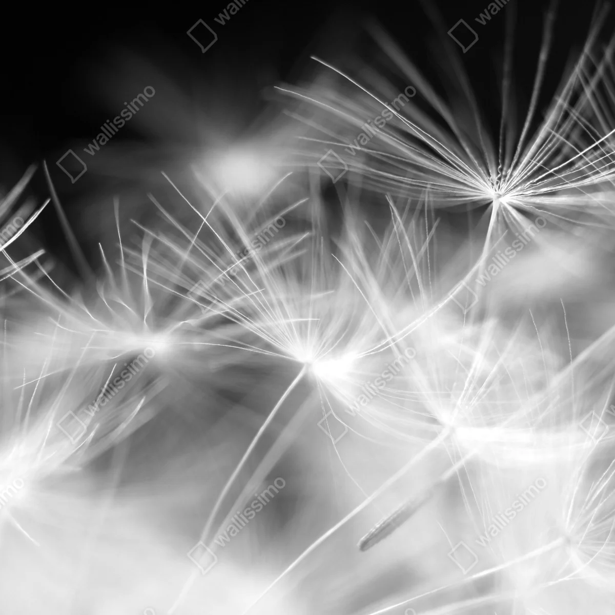Türaufkleber zarte löwenzahnsamen in monochrom Türaufkleber zarte löwenzahnsamen in monochrom