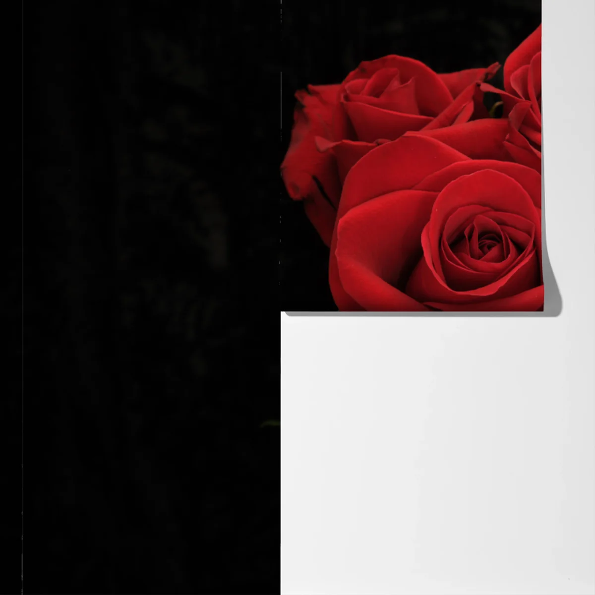 Fototapete rote rosen vor schwarzem hintergrund Fototapete rote rosen vor schwarzem hintergrund