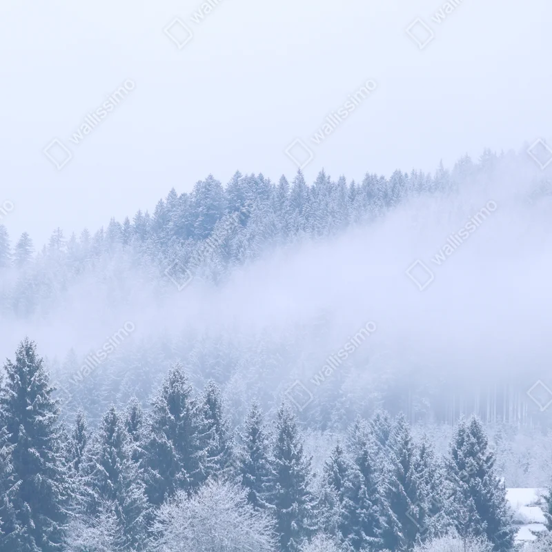 Fensteraufkleber winternebel über nadelwald Fensteraufkleber winternebel über nadelwald