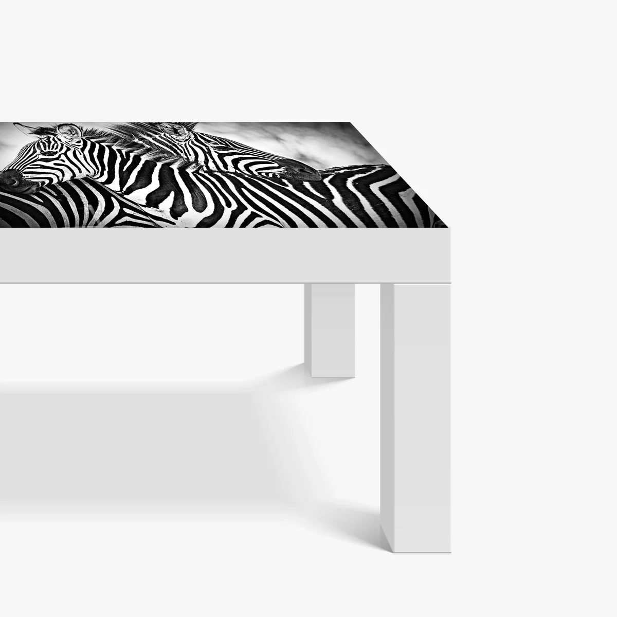 Tischaufkleber und Schreibtischaufkleber intimes zebra-porträt in schwarzweiß Tischaufkleber und Schreibtischaufkleber intimes zebra-porträt in schwarzweiß