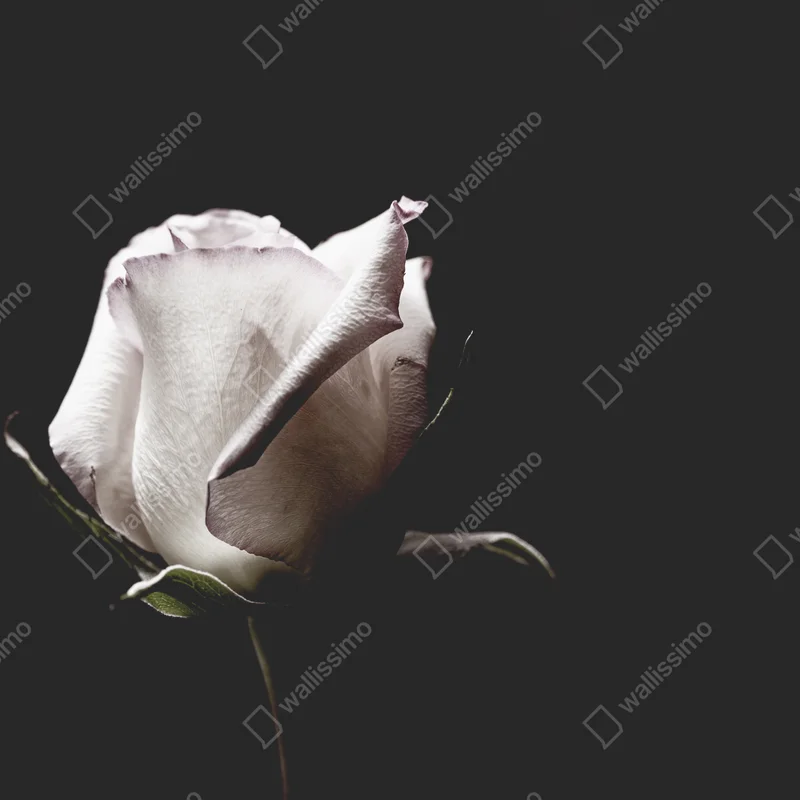 Leinwandbild weiße rose vor schwarzem hintergrund Leinwandbild weiße rose vor schwarzem hintergrund