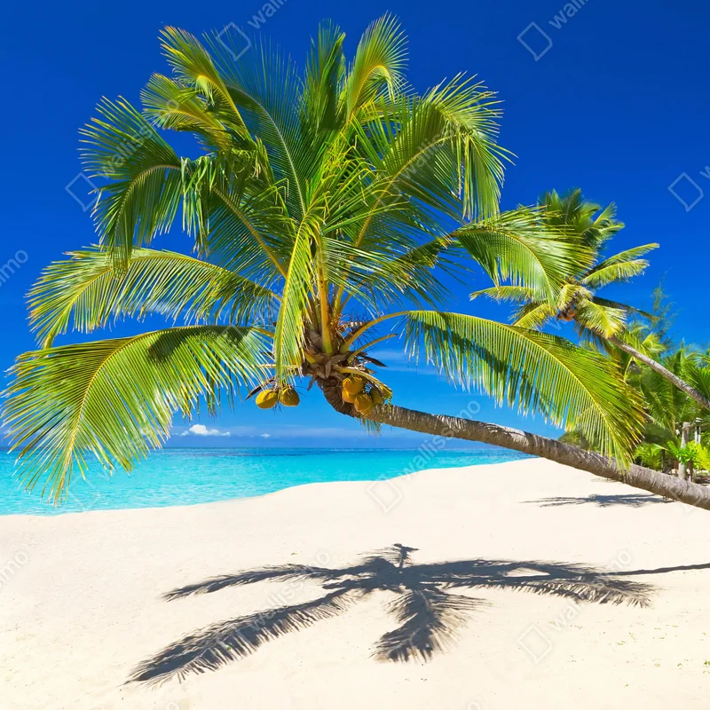 Leinwandbild Andamansee tropischer strand mit geneigter palme Leinwandbild Andamansee tropischer strand mit geneigter palme