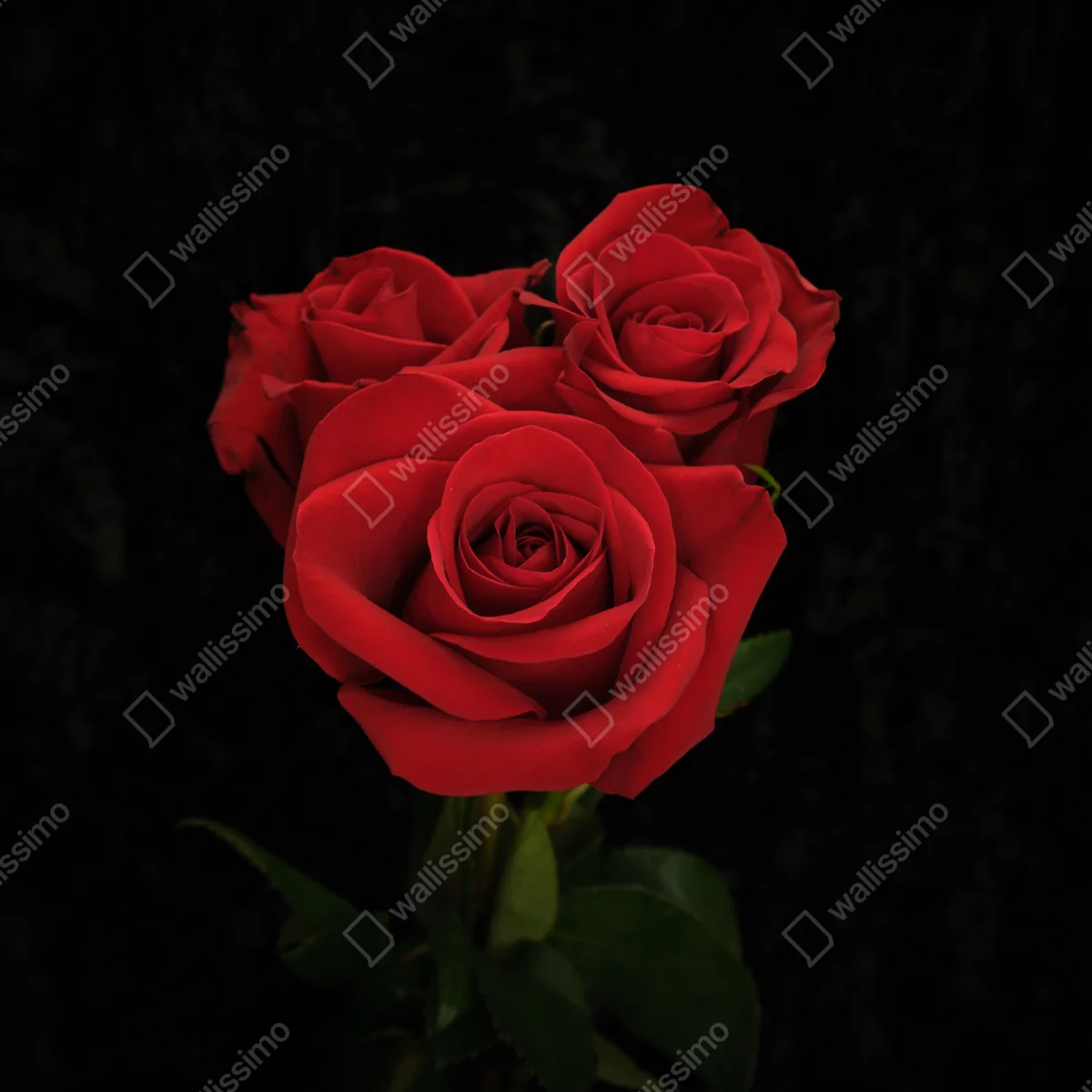 Kühlschrankaufkleber rote rosen vor schwarzem hintergrund Kühlschrankaufkleber rote rosen vor schwarzem hintergrund