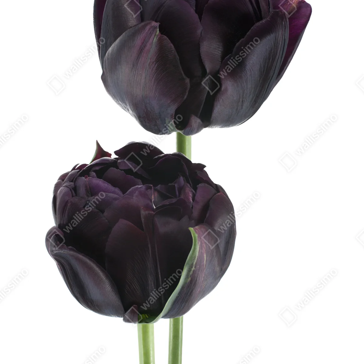 Poster dunkle violette tulpen auf weißem hintergrund Poster dunkle violette tulpen auf weißem hintergrund