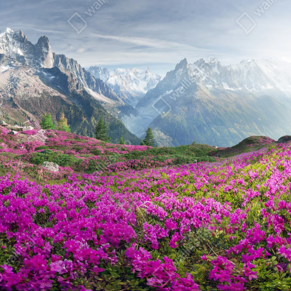 Fototapete alpine rhododendronwiese bei Mont Blanc Fototapete alpine rhododendronwiese bei Mont Blanc