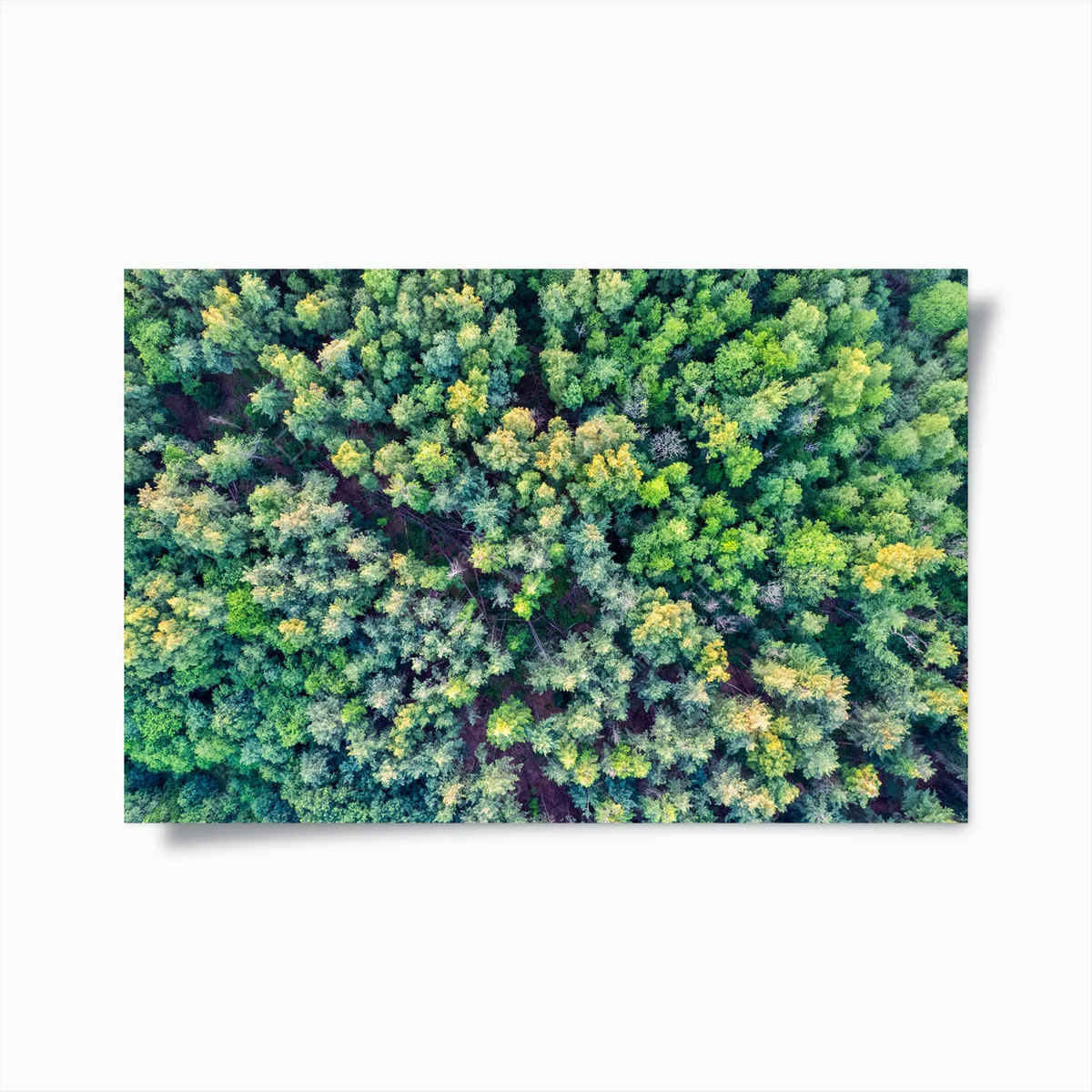 Poster Diese Luftaufnahme bietet einen detaillierten Blick auf ein dichtes Baumkronendach, das eine Vielzahl von Grüntönen zeigt. Das Zusammenspiel von Licht und Schatten verleiht Tiefe, während die unterschiedlichen Höhen und Baumarten • Poster bei Wallnifity® Poster Diese Luftaufnahme bietet einen detaillierten Blick auf ein dichtes Baumkronendach, das eine Vielzahl von Grüntönen zeigt. Das Zusammenspiel von Licht und Schatten verleiht Tiefe, während die unterschiedlichen Höhen und Baumarten • Poster bei Wallnifity®