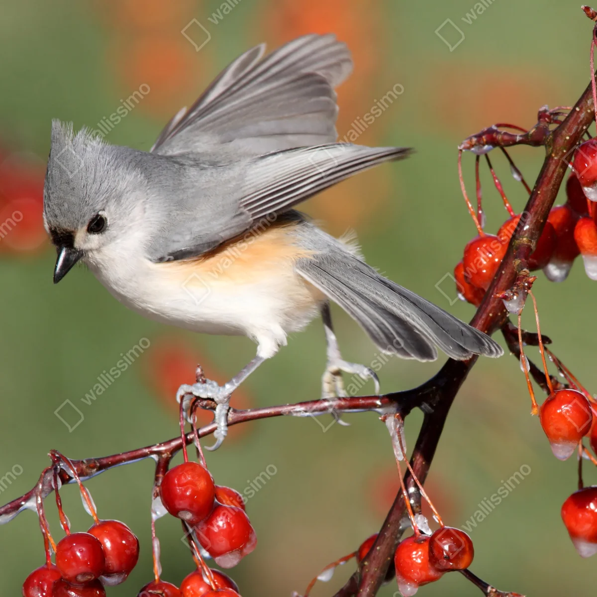 Repositionierbarer Aufkleber grauer vogel auf roten beeren Repositionierbarer Aufkleber grauer vogel auf roten beeren
