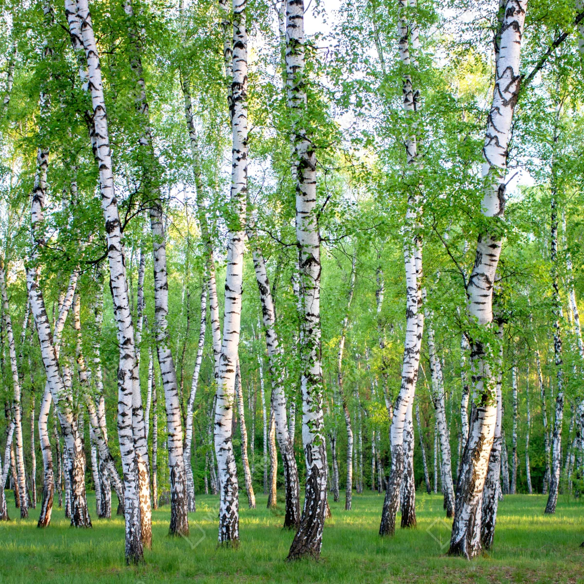 Leinwandbild ruhiger birkenhain im sommer Leinwandbild ruhiger birkenhain im sommer