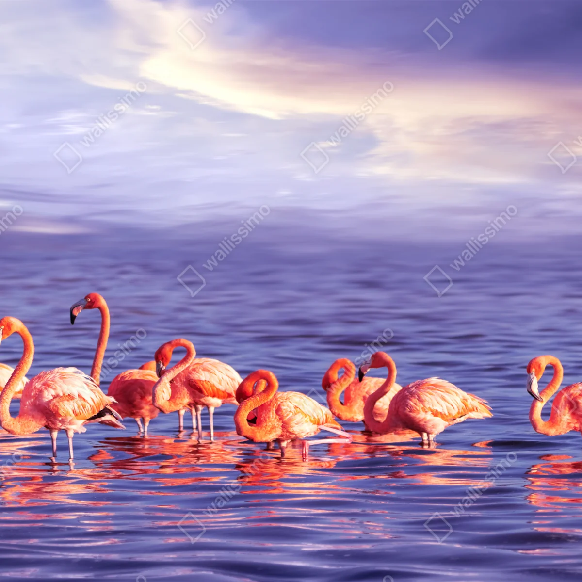 Fototapete rosa flamingos im violetten sonnenuntergang Fototapete rosa flamingos im violetten sonnenuntergang